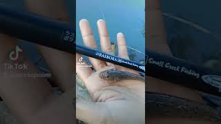 umpan rasbora fishing pancingonline rasbora [upl. by Adiaroz898]