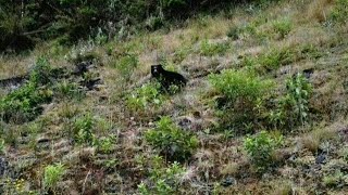 Vídeo de urso junto a terreno sem água dispara alerta de seca na Colômbia  AFP [upl. by Ahsenot]