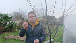 Le greffons  comment multiplier un arbre fruitier greffage [upl. by Eisinger]