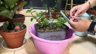 下班种薄荷Planting Mint at home after work [upl. by Meldoh]