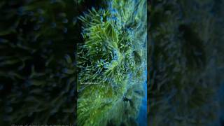 diwaliunderwatermonkblueoceanseaanemonesscubadivinglearntodivehappyshortsviral diving [upl. by Atin]