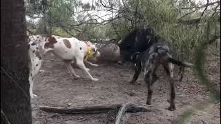 HUNTING WITH CATAHOULAS DOWN UNDER Catahoulas bailing in the scrub [upl. by Sakiv779]