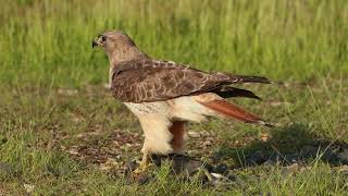 Redtailed Hawk got a big prey coot [upl. by Salvatore]