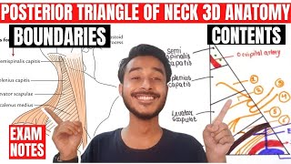 posterior triangle of neck anatomy 3d  anatomy of posterior triangle of neck [upl. by Baumann134]