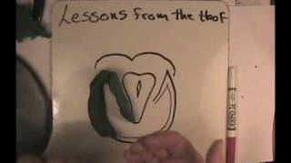 Hoofwall Anatomy Part 1 Lessons from the Hoof [upl. by Naomi]