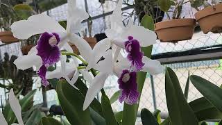 Cattleya Laeliapurpurata  Roxo  violeta × werkhauseri [upl. by Vigen]