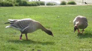 Pinkfooted goose  Kurzschnabelgans Heidelberg [upl. by Delmer]