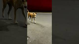 Street Dog Becomes Best Friend shorts doglover barmaniyan [upl. by Cai]