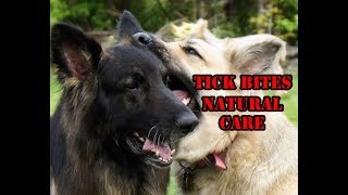 Tick Bites Natural Treatment Ledum Palustre For My Dogs [upl. by Delcina90]