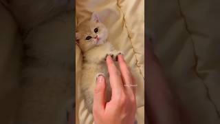 Cutest Kittens meowing😻 Awww💞cute [upl. by Allebasi]