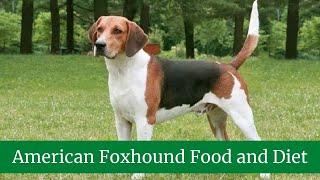 American Foxhound  American Foxhound Size  American Foxhound Food and Diet [upl. by Dupuy]