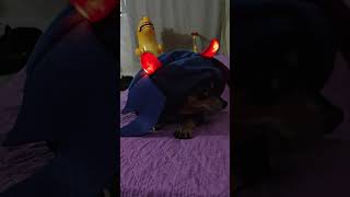 Mi PERRO gordo en Halloween 🎃 perro cachorro dog [upl. by Engelbert942]