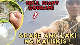 5kls mahigit GIANT GOURAMI grabe Ang laki Ng kaliskis tiksayfishing adventure pawiksTV2801 [upl. by Manly583]