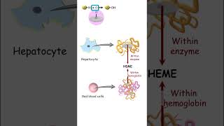 Cytochrome pharmacology metabolism [upl. by Waly378]