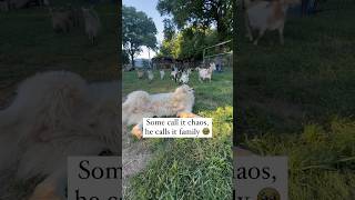 Great Pyrenees Livestock Guardian Dog With 19 Baby Goats greatpyrenees livestockguardiandog goats [upl. by Fidole504]