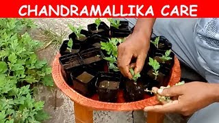 How to apply fertilizer to Chandramallika plants with English Subtitle [upl. by Irehs]