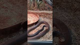 Dangerous Snake exhibitions Australia 🇦🇺 [upl. by Ainimre]