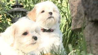 These Shichon Puppies Are Inseparable [upl. by Nerreg]