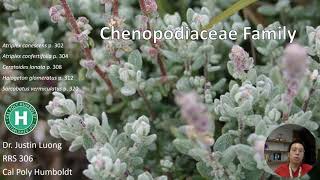 RRS 306 Chenopodiaceae [upl. by Amliw]