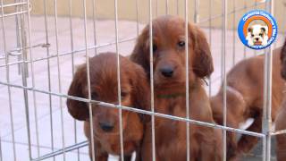 Perros Setter Irlandes en Cachorros Y Mas Cachorros [upl. by Nanis452]