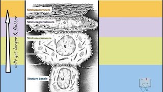 Keratinized Epithelium Oral Epithelium [upl. by Tiena]