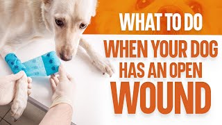 What to Do When Your Dog Has an Open Wound [upl. by Quita328]