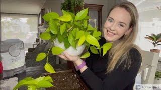 Neon Pothos care repotting and propagation [upl. by Ablem794]