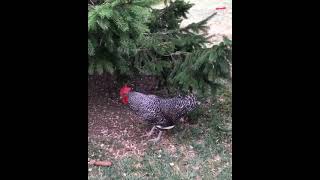 Angry Rooster Attacking Owner rooster chickens roosterattack funnychicken shorts [upl. by Anaihr]