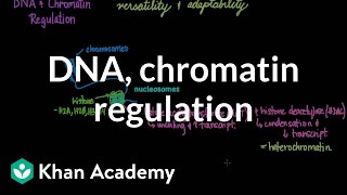 DNA and chromatin regulation  Biomolecules  MCAT  Khan Academy [upl. by Marianne144]