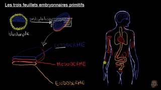 Les trois feuillets embryonnaires primitifs ectoderme mésoderme et endoderme [upl. by Amelia]