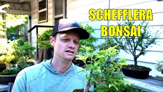 Working on my Dwarf Umbrella Schefflera Bonsai Tree [upl. by Anatolio]