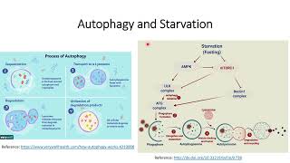 Autophagy and Starvation Code 559 [upl. by Tanney]