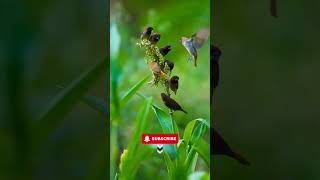 THE MOST RELAXING Nature Sound EVER Soothing Forest Birds Singing [upl. by Alcinia]