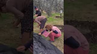 İlk defa zeytin topladım garden tarla köy toprak köyhayatıtarli çifçi food zeytinlik [upl. by Adamsen]