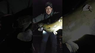 Pesca de Bagre en Talca gigante catfish bagres pescachile [upl. by Asihtal]