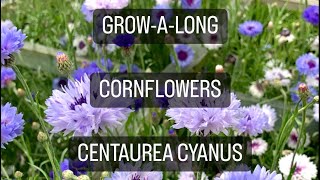 GrowAlong Cornflowers Centaurea cyanus [upl. by Nafis]