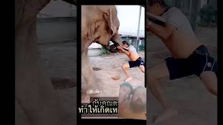 Elephant aatic short video youtube [upl. by Enovaj]