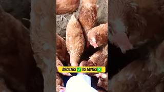 Poultry Farming Business chicken farming imaginebusiness shortsfeed shortsvideo shortsviral [upl. by Bernardi]