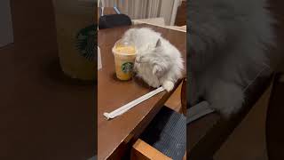 スタバ飲む猫スタバおしゃれカフェ変なハッシュタグペルシャチンチラ猫ねこ 猫のいる暮らし 癒し いやしcat ふわふわ [upl. by Pascia]