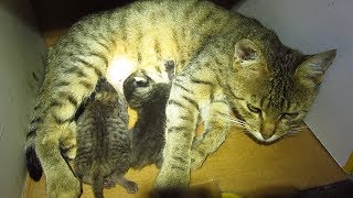 The cat gave birth to kittens in stairwell apartment building [upl. by Glovsky]