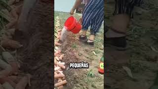 ¿Por qué los chinos prensan madera en los campos de cebollas😮 shortsvideo [upl. by Aicilas]