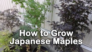 All About Japanese Maples  Weeping and Upright Varieties Heights Leaf Color Information [upl. by Godewyn]