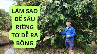 Làm sao để sầu riêng làm trái bói năm đầu dễ ra bông  CTY TƯ ĐẦY [upl. by Efi71]