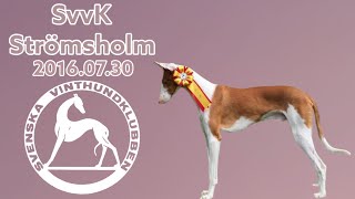 Dog Show Strömsholm 20160730 Ibizan Hound  Podenco Ibicenco [upl. by Xaviera691]