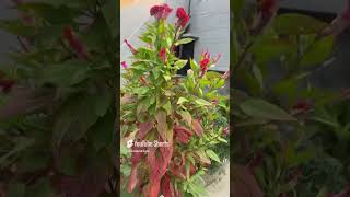 musiclovebollywoodhindisong share songnewsong natureflowersplants videoviralvideoshorts [upl. by Aicertal]