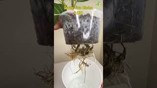 Growing Ficus Altissima Rubber Plant in LECA The Green Earth thegreenearth shorts youtubeshorts [upl. by Iadrahc]