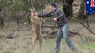 Man fights kangaroo Aussie dude punches kangaroo in the face after it attacks his dog  TomoNews [upl. by Jit]