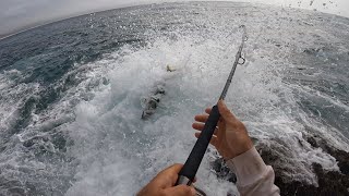 Rock fishing NZ kingfish snapper Far North [upl. by Atalee]