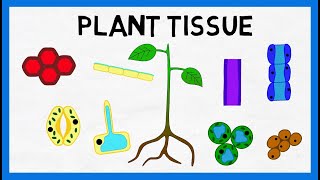 Plant Tissue [upl. by Einnij1]