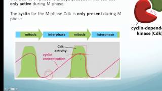 Cell Cyclemp4 [upl. by Oiluarb]